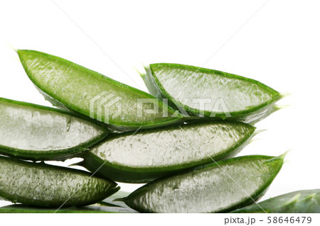 Aloe vera plant 58646479