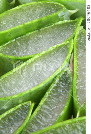 Aloe vera plant 58646488