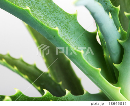 Picture of aloe vera leaves 58646815
