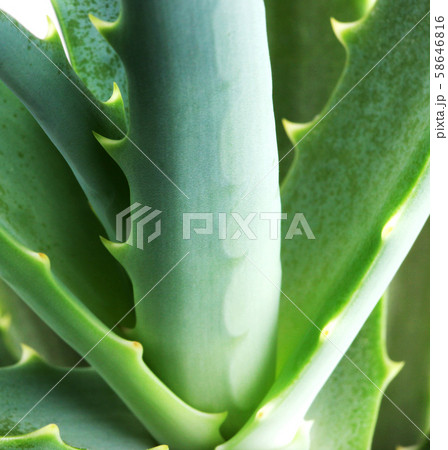 Picture of aloe vera leaves 58646816