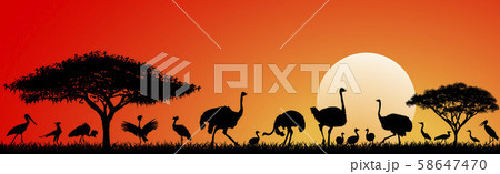 Birds of the savannah 58647470