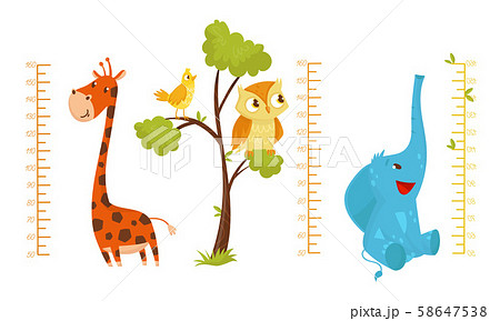Height Children Chart With African Cute Animal Characters Vector Illustrated Set 58647538