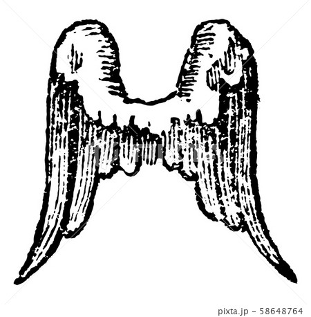 Wings Inverted have the feathers point downwards, 58648764