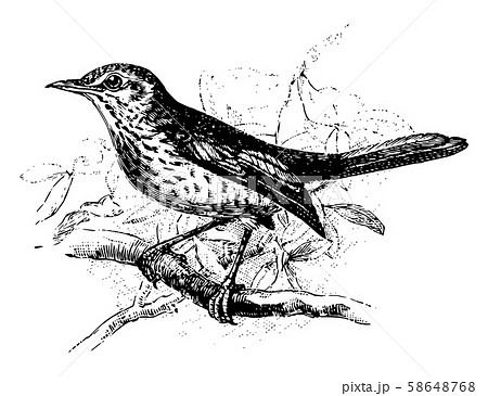 Fieldfare Perched on Branch, vintage illustration. 58648768
