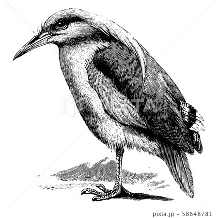 Kagu, vintage illustration. 58648781