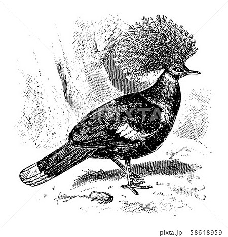 Crown Pigeon, vintage illustration. Crown Pigeon, vintage illustration. 58648959