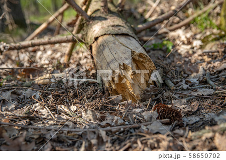 forest attacked by bark beetle. felled trees forest attacked by bark beetle. felled trees 58650702
