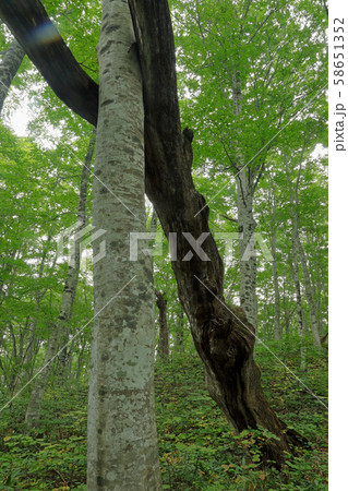 倒木を支えるブナ　秋のブナの森ー癒しの森　福島県只見町 58651352