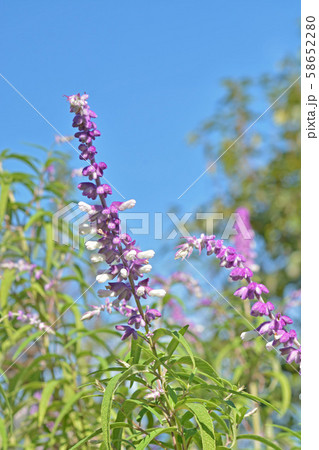 植物：メキシカンブッシュセージ　シソ科 58652280