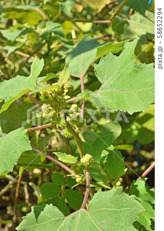 植物：オオオナモミ　キク科 58652294