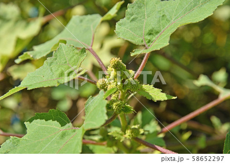 植物：オオオナモミ　キク科 58652297