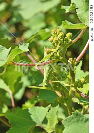 植物：オオオナモミ　キク科 58652298