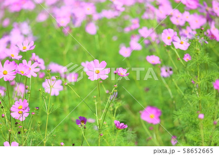コスモスの花 58652665