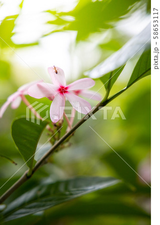 The background image of the colorful flowers 58653117