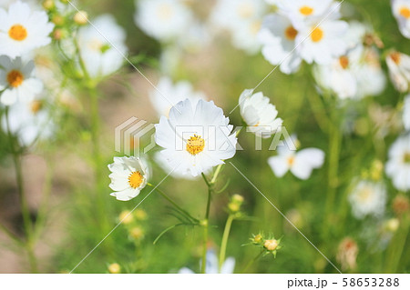 コスモスの花 コスモスの花 58653288