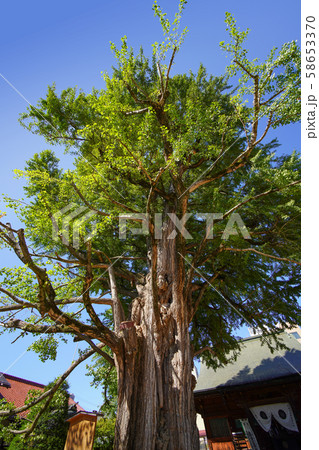 醫王山 飛騨国分寺の大イチョウ 醫王山 飛騨国分寺の大イチョウ 58653370