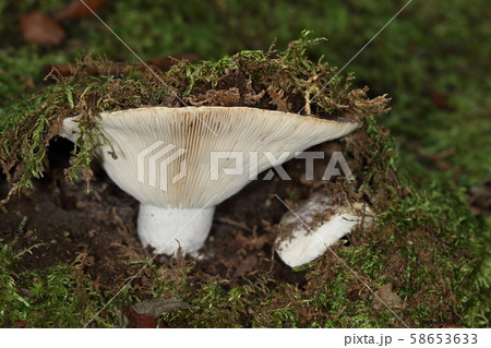 自然　茸　シロハツモドキ、苔をかぶった姿。小ひだの多い細かいひだ。傘の直径は十センチ強 58653633