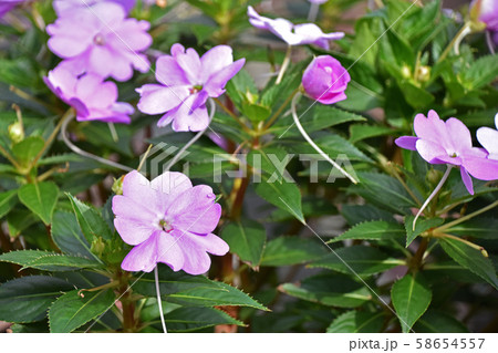 サンパチェンス サンパチェンス 58654557