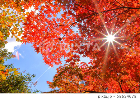 もみじ 58654678