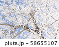 雪山　登山　バックカントリー 58655107
