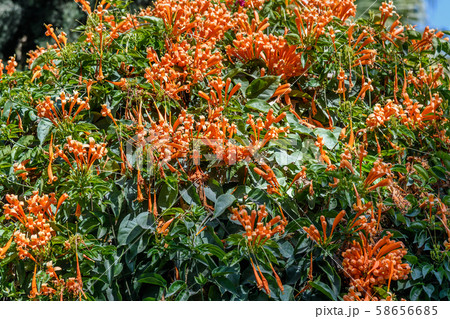 Orange Pyrostegia Venusta Orange Pyrostegia Venusta 58656685