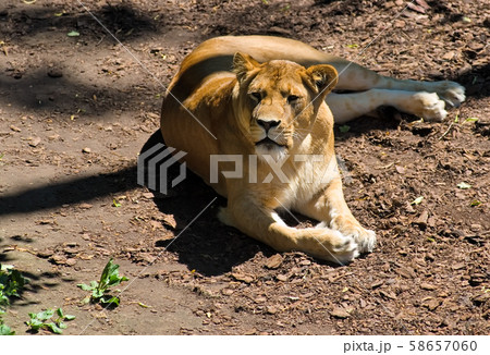 Beautiful Mighty Lioness Beautiful Mighty Lioness 58657060