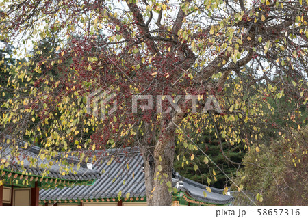 白潭寺 秋 麟蹄 58657316