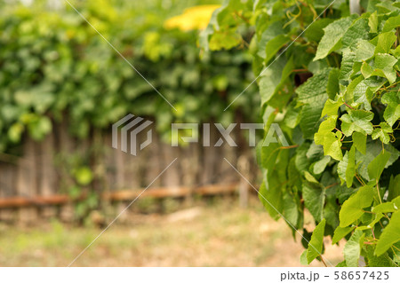 Vineyard 58657425