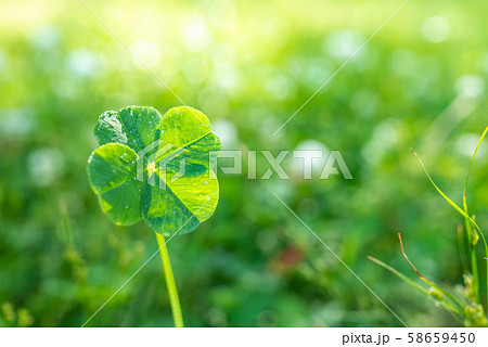 キラキラ輝く幸運の四つ葉のクローバー アップの写真素材