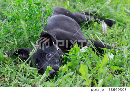 Cute multibred puppy is lying in the green grass. 58660303