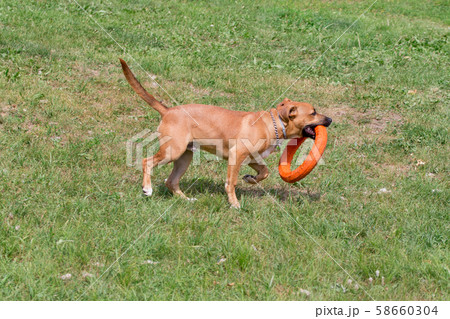 Cute american pit bull terrier puppy. Pet animals. Cute american pit bull terrier puppy. Pet animals. 58660304