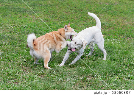 West siberian laika and labrador retriever. West siberian laika and labrador retriever. 58660307