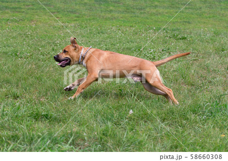 American pit bull terrier puppy in the spring park 58660308