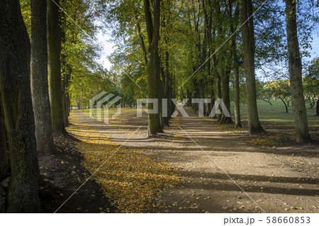 Forking road lined with colorful autumn trees Forking road lined with colorful autumn trees 58660853