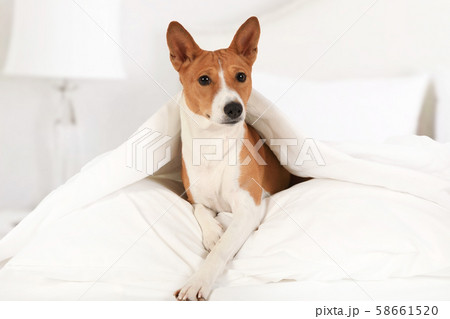 Cute Basenji dog lying on the bed 58661520