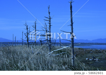 野付半島のトドワラ 野付半島のトドワラ 58662601