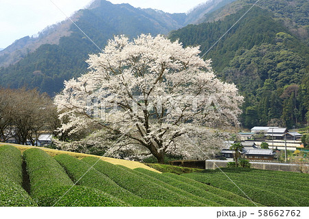 竹原の淡墨桜 竹原の淡墨桜 58662762