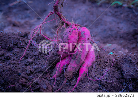 さつま芋収穫 58662873