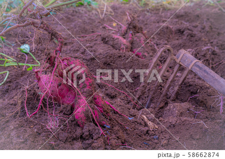 さつま芋収穫 58662874