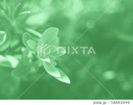 Marjoram herb plant macro shot. Green mint Marjoram herb plant macro shot. Green mint 58663049