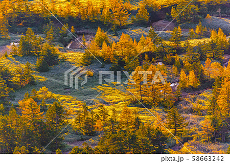 朝日に照らされる芳ヶ平湿原の紅葉 日本国道標高最高地点からの写真素材
