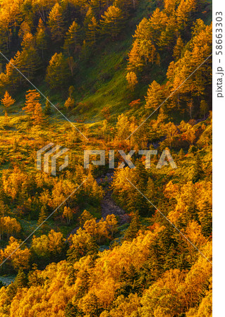 朝日に照らされる芳ヶ平湿原の紅葉・日本国道標高最高地点から 朝日に照らされる芳ヶ平湿原の紅葉・日本国道標高最高地点から 58663303