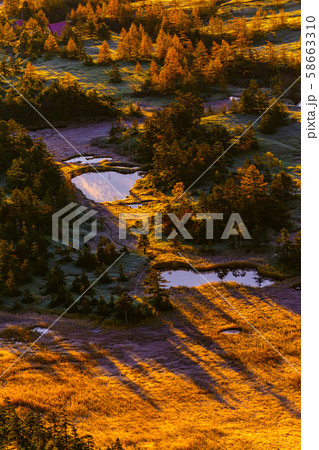 朝日に照らされる芳ヶ平湿原の紅葉・日本国道標高最高地点から 58663310