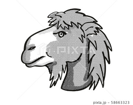 Bactrian Camel or Camelus Bactrianus Endangered 58663323