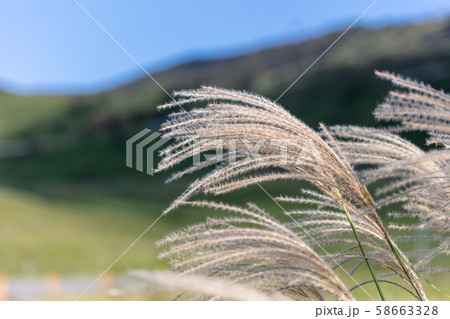 秋のすすき・ススキ 58663328