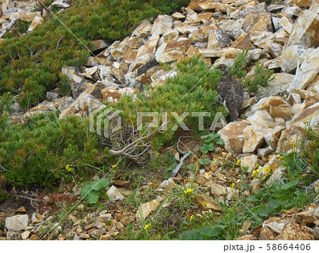 雷鳥夫婦 58664406