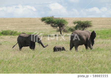 アフリカゾウ 58665555