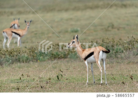 トムソンガゼル 58665557