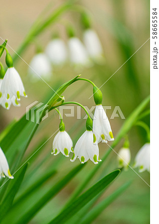 花　ドイツスズランNo.2 58665584