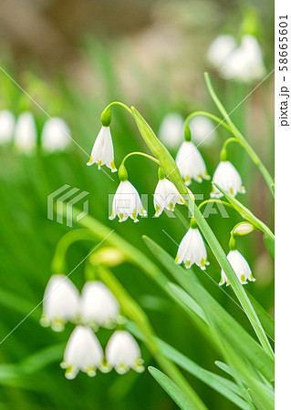 花　ドイツスズランNo.15 58665601